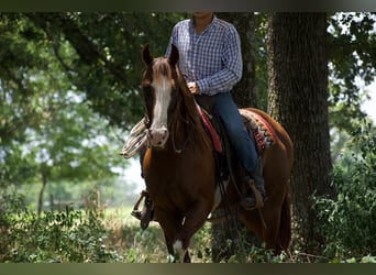 Quarter horse américain, Hongre, 6 Ans, 152 cm, Alezan cuivré
