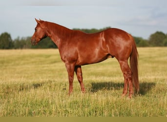 Quarter horse américain, Hongre, 6 Ans, 152 cm, Alezan cuivré