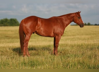 Quarter horse américain, Hongre, 6 Ans, 152 cm, Alezan cuivré