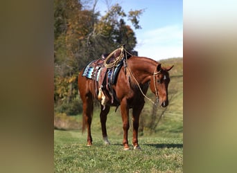 Quarter horse américain, Hongre, 6 Ans, 152 cm, Alezan cuivré