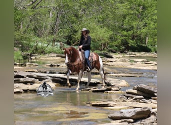 Quarter horse américain, Hongre, 6 Ans, 152 cm, Alezan cuivré