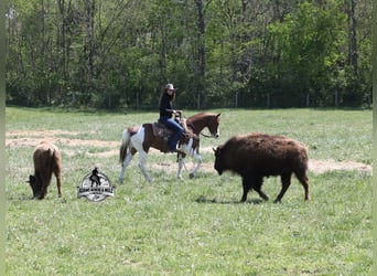 Quarter horse américain, Hongre, 6 Ans, 152 cm, Alezan cuivré