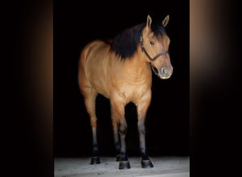 Quarter horse américain Croisé, Hongre, 6 Ans, 152 cm, Alezan dun