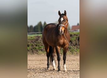 Quarter horse américain, Hongre, 6 Ans, 152 cm, Bai brun