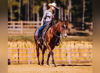 Quarter horse américain, Hongre, 6 Ans, 152 cm, Bai cerise
