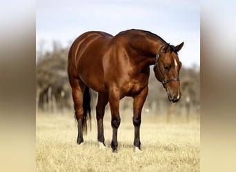 Quarter horse américain, Hongre, 6 Ans, 152 cm, Bai cerise