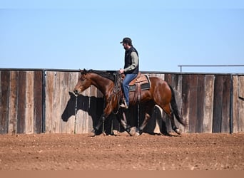 Quarter horse américain, Hongre, 6 Ans, 152 cm, Bai cerise