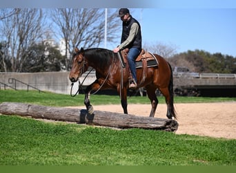 Quarter horse américain, Hongre, 6 Ans, 152 cm, Bai cerise