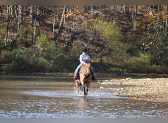 Quarter horse américain, Hongre, 6 Ans, 152 cm, Buckskin