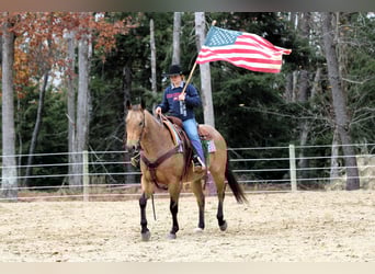 Quarter horse américain, Hongre, 6 Ans, 152 cm, Buckskin