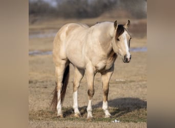Quarter horse américain, Hongre, 6 Ans, 152 cm, Buckskin