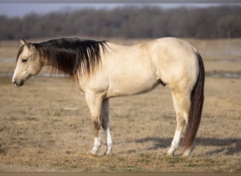 Quarter horse américain, Hongre, 6 Ans, 152 cm, Buckskin