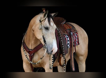 Quarter horse américain, Hongre, 6 Ans, 152 cm, Buckskin