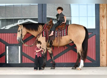 Quarter horse américain, Hongre, 6 Ans, 152 cm, Buckskin