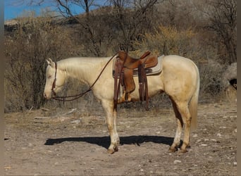 Quarter horse américain, Hongre, 6 Ans, 152 cm, Cremello