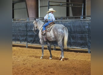 Quarter horse américain, Hongre, 6 Ans, 152 cm, Gris pommelé