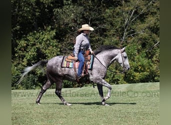 Quarter horse américain, Hongre, 6 Ans, 152 cm, Gris pommelé