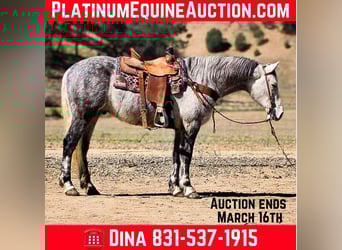 Quarter horse américain, Hongre, 6 Ans, 152 cm, Gris pommelé