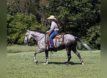 Quarter horse américain, Hongre, 6 Ans, 152 cm, Gris pommelé