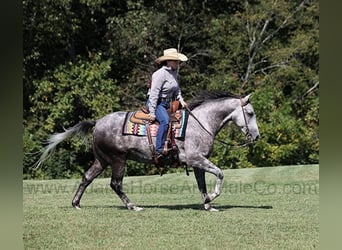 Quarter horse américain, Hongre, 6 Ans, 152 cm, Gris pommelé