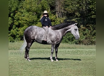 Quarter horse américain, Hongre, 6 Ans, 152 cm, Gris pommelé