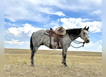 Quarter horse américain, Hongre, 6 Ans, 152 cm, Gris