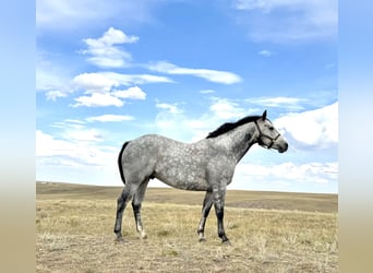 Quarter horse américain, Hongre, 6 Ans, 152 cm, Gris