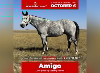 Quarter horse américain, Hongre, 6 Ans, 152 cm, Gris