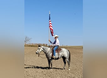 Quarter horse américain, Hongre, 6 Ans, 152 cm, Gris