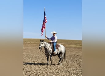 Quarter horse américain, Hongre, 6 Ans, 152 cm, Gris