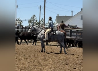 Quarter horse américain, Hongre, 6 Ans, 152 cm, Gris