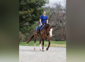 Quarter horse américain, Hongre, 6 Ans, 152 cm, Grullo