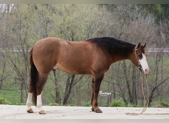 Quarter horse américain, Hongre, 6 Ans, 152 cm, Grullo