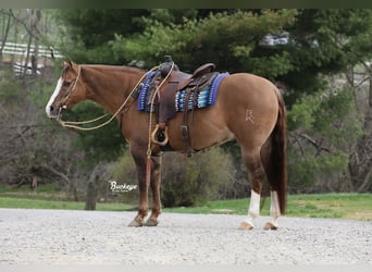 Quarter horse américain, Hongre, 6 Ans, 152 cm, Grullo