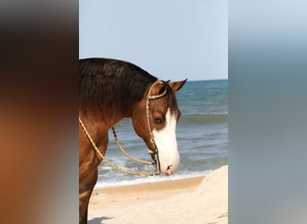 Quarter horse américain, Hongre, 6 Ans, 152 cm, Grullo
