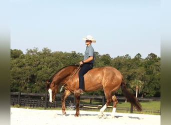Quarter horse américain, Hongre, 6 Ans, 152 cm, Grullo