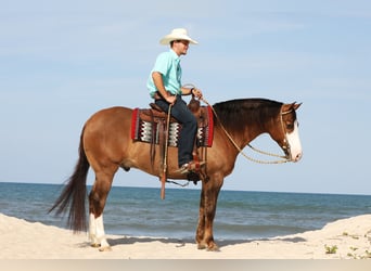 Quarter horse américain, Hongre, 6 Ans, 152 cm, Grullo