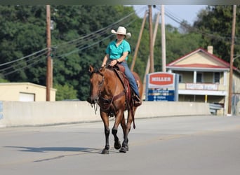 Quarter horse américain, Hongre, 6 Ans, 152 cm, Isabelle