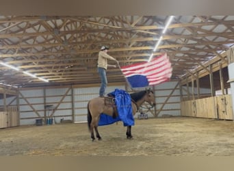 Quarter horse américain, Hongre, 6 Ans, 152 cm, Isabelle