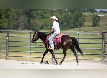 Quarter horse américain, Hongre, 6 Ans, 152 cm, Noir