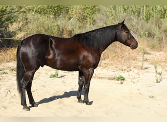 Quarter horse américain, Hongre, 6 Ans, 152 cm, Noir