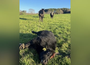 Quarter horse américain, Hongre, 6 Ans, 152 cm, Noir