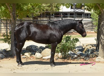 Quarter horse américain, Hongre, 6 Ans, 152 cm, Noir