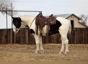 Quarter horse américain, Hongre, 6 Ans, 152 cm, Noir