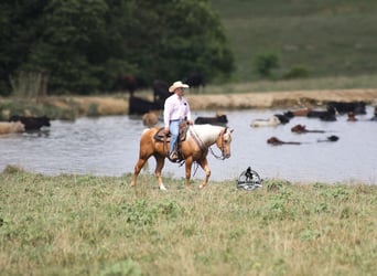 Quarter horse américain, Hongre, 6 Ans, 152 cm, Palomino