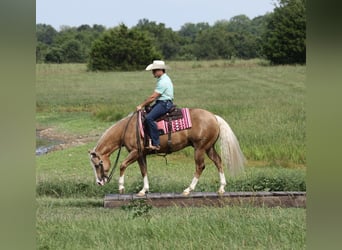 Quarter horse américain, Hongre, 6 Ans, 152 cm, Palomino