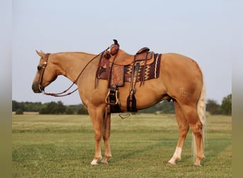 Quarter horse américain, Hongre, 6 Ans, 152 cm, Palomino