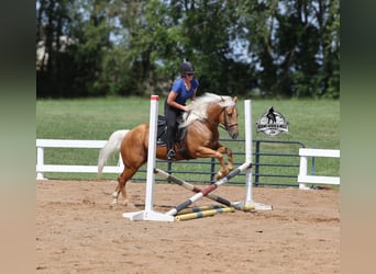 Quarter horse américain, Hongre, 6 Ans, 152 cm, Palomino