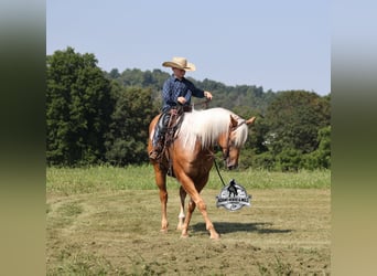 Quarter horse américain, Hongre, 6 Ans, 152 cm, Palomino