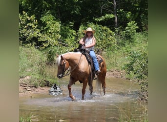 Quarter horse américain, Hongre, 6 Ans, 152 cm, Palomino